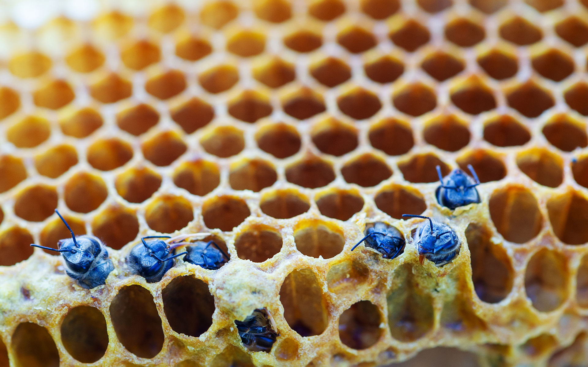 Le api, veri bio-architetti